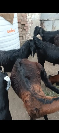 16,,લ ગાભણી બકરી,યુછે