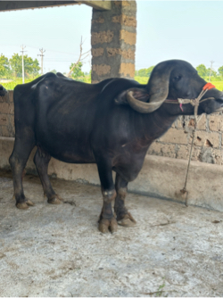 ભેંસ વેસવાની છે