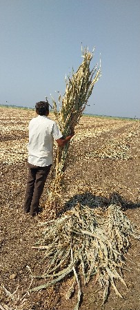જુવાર નો ચારો દેવાનો છે