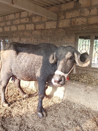 ભેંસ વેચવાની છે