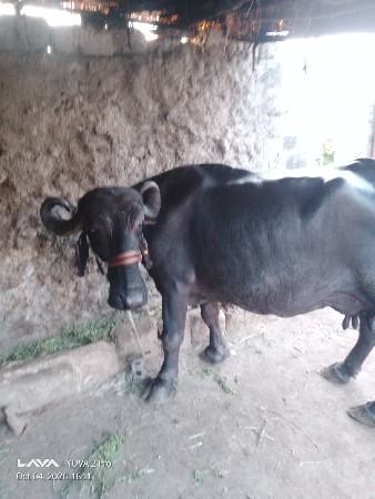 ભેંસ વેચવાની છે