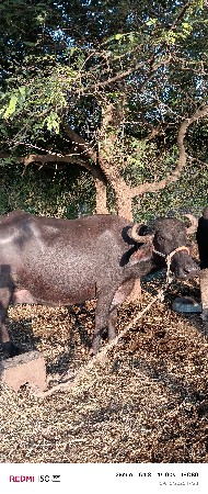 ભેસ વેચવાની
