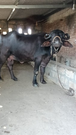 પેલું વેચવાની છે