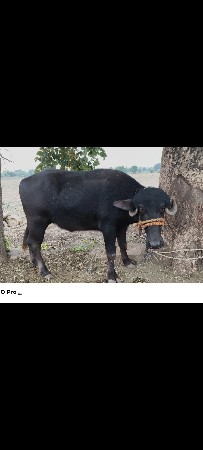 ભેંસ