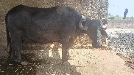 ભેંસ વેચવાની છે