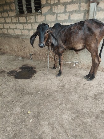 ગીર બ્લેક આખી કાળી વાછરડી