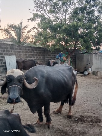 ભેંસ વેચવાની છે