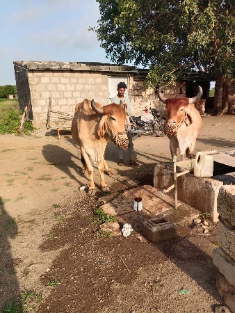 બળદ વેચવાના છે.