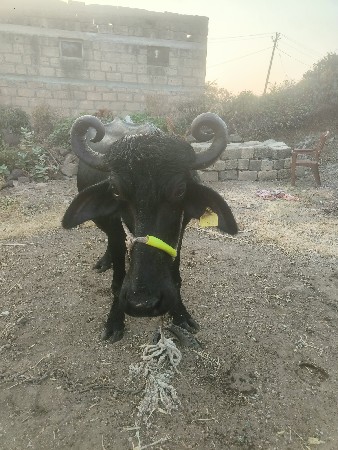 બીજું વેતર છે