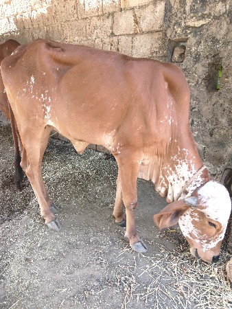 ગાય વેચવાની છે