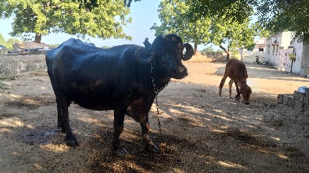 બીજું વેતર 
૧૧દીમાં વિયાસે
