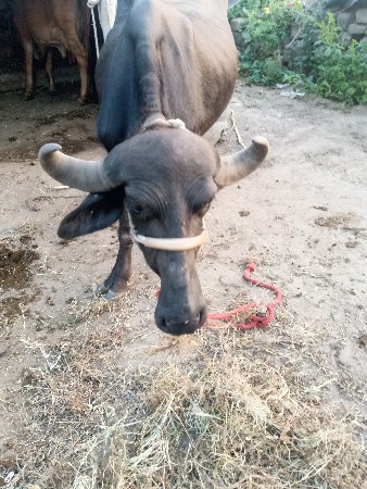 ભેંસ વેચવાની છે