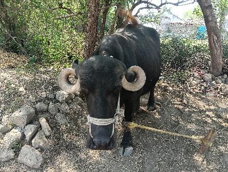 bheshveshavani se 2ju vetar