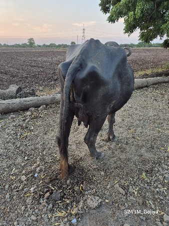 bhes vechvani