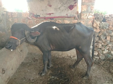 જાફરાબાદી ખડેલી