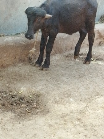 પાડી વેસવાનિ છે