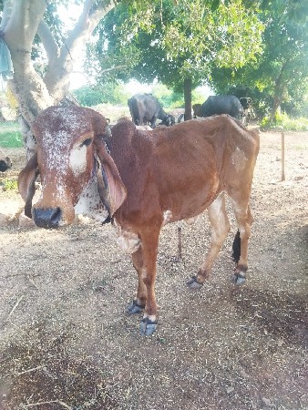 વાછડિયુ