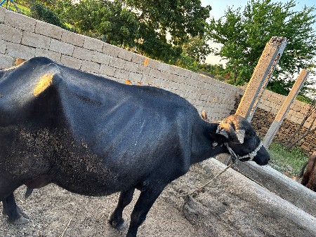 ભેંસ વેચવાની છે