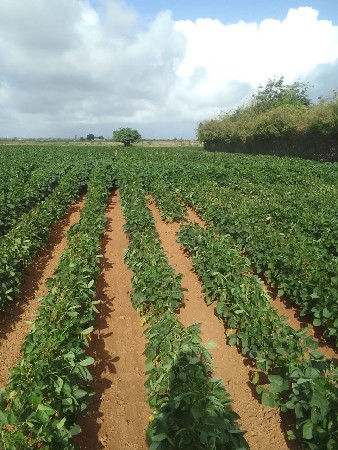 જમીન વેચવા ની છે