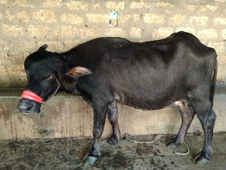 ભેંસ વેચવાની છે