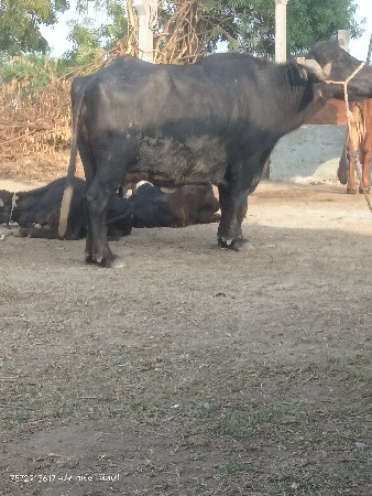ભેંસ વેચવાની છે