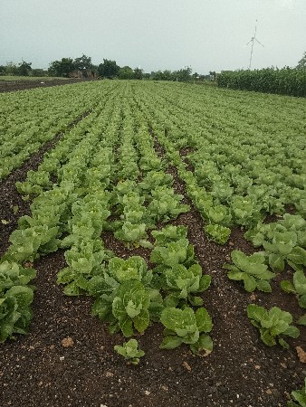 જમીન વેચવા ની છે