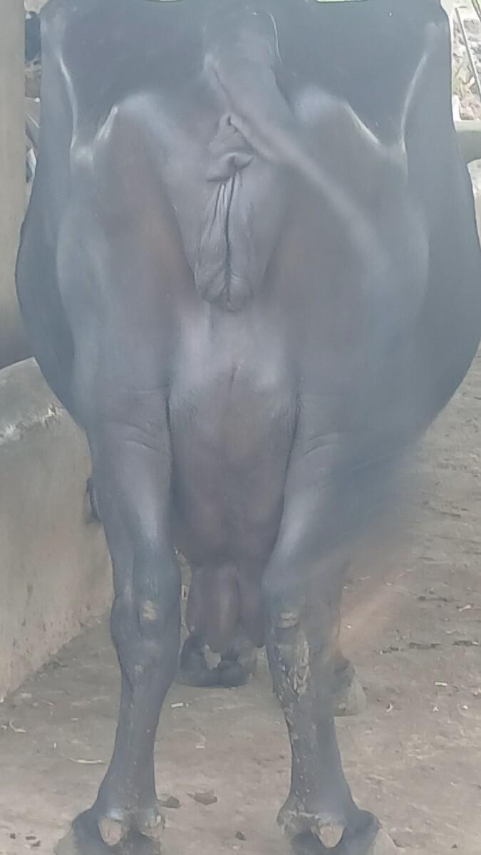 2. જુ વેતર