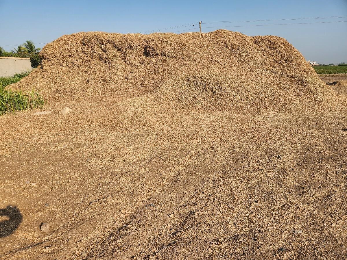 માંડવી નો ભૂકો