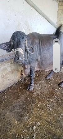 ભેસ વેચવાની છે 4 ચાર