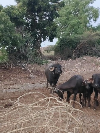 આ જાફરાબાદી પાડો વેચવાનો છે