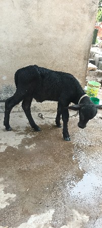 ભેંસ વેચવાની છે