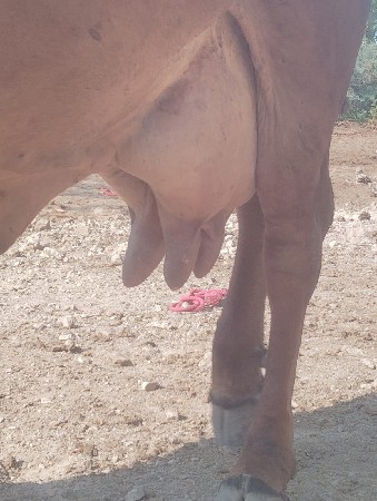 ગાય વેચવાની છે