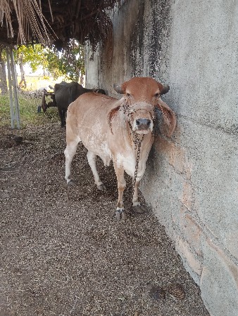 ગીર હોડકી વેચવાની છે.