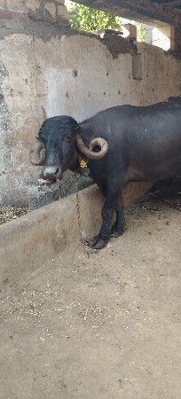 ભેંસ વેચવાની છે