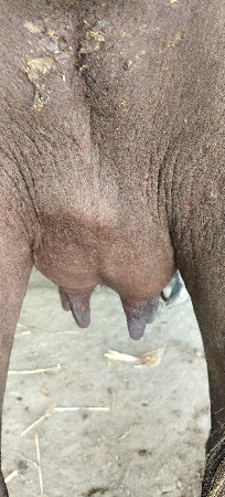 ભેંસ વેચવાની છે