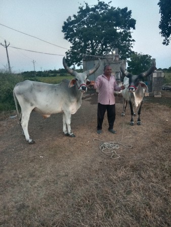 બળદ વેચવાના છે 5000 કિંમત