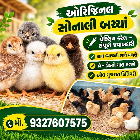 ઓરિજિનલ