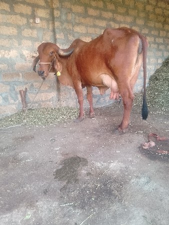 ગાયવેશવાનીછે