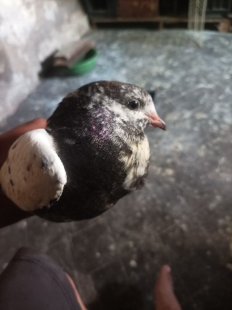 કબૂતર વેચવાના છે