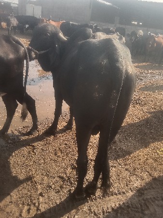 વેચવાનું છે