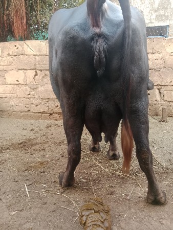 ભેંસ વેચવાની છે