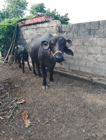 ભેંસ વેચવાની છે