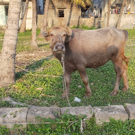 2 ખડેલા વેચવાના છે