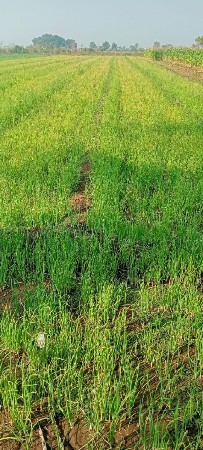 ડુંગરી નો રોપ