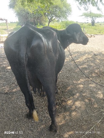 ખડાઈ વેચવાની છે