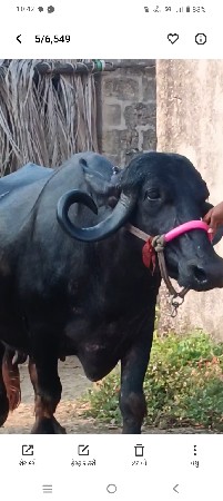 ભેંસ વેચવાની છે