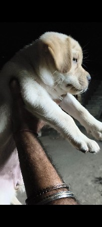 Labrador female puppy