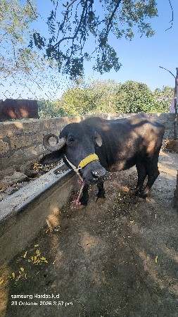 ભેસ વેચવાની છે