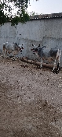 બળદ વેચવાના છે
