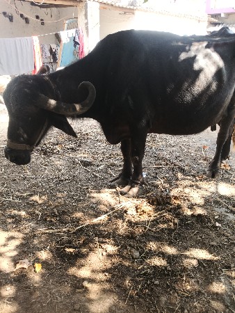 ભેંસ